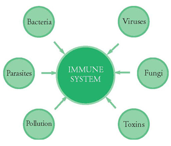 Are You Nourishing Your Immune System?